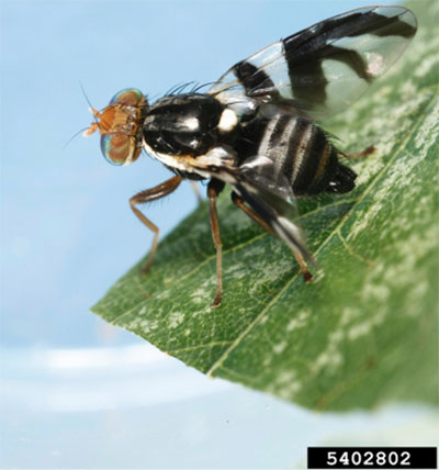 Fig. 01B: Photograph of an apple maggot adult fly.
